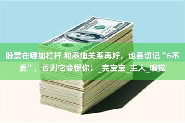股票在哪加杠杆 和泰迪关系再好，也要切记“6不要”，否则它会恨你！_完宝宝_主人_嗅觉